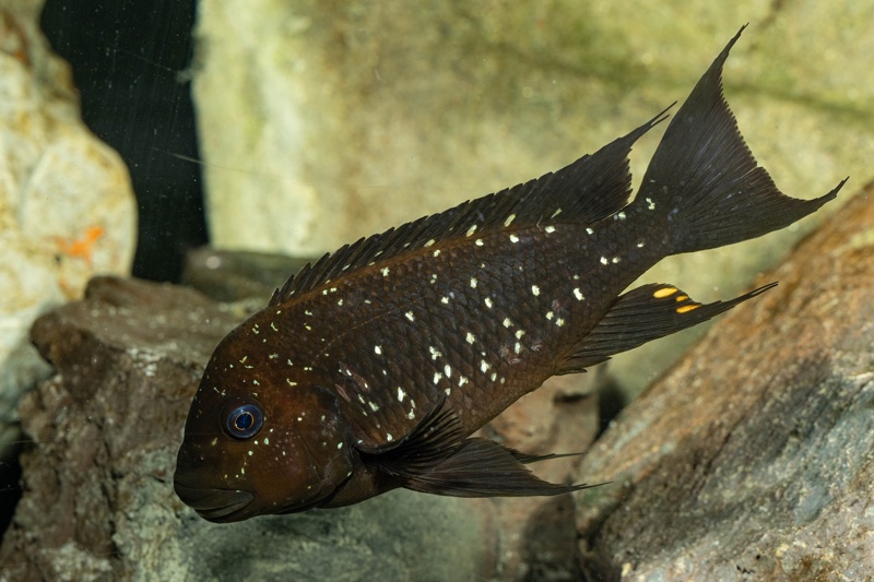 Petrochromis trewavasae 'Moliro'